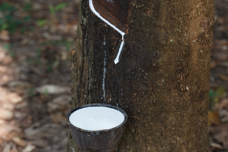 Fresh milky Latex flows into a plastic bowl in from para rubber tree as a source of natural rubber.