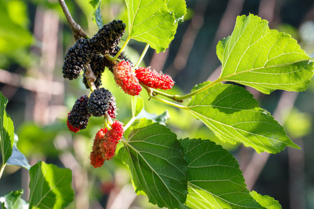 Fresh mulberry, Black and red mulberries on the branch of tree.の写真素材