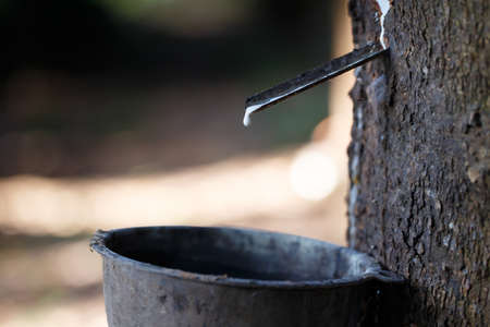 Fresh milky Latex flows into a plastic bowl in from para rubber tree as a source of natural rubber.の写真素材