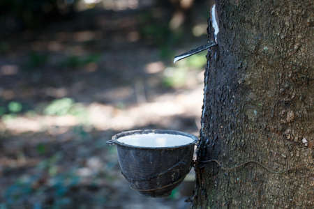 Fresh milky Latex flows into a plastic bowl in from para rubber tree as a source of natural rubber.の写真素材