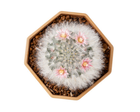 Top view Cactus plant, Small pink flowers around the Cactus plant isolated on white background.の写真素材