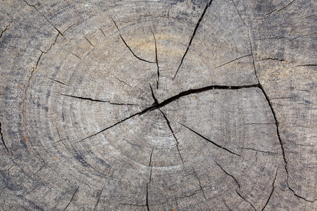 An old cracked tree stump, Top view old tree stump.の写真素材