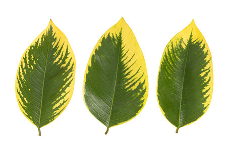 Green and yellow leaves pattern, Autumn plant leaf isolated on white background.の写真素材