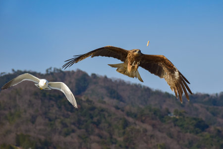 The hawk swoop down to grab the bread stick.