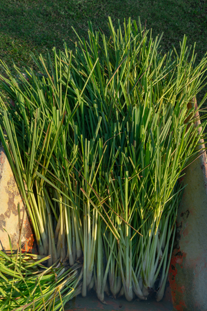 Lemongrass is harvested for preparing to plant againの写真素材
