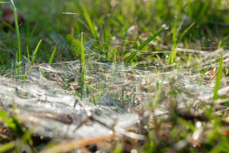 The spider net on the tip of grass.の写真素材