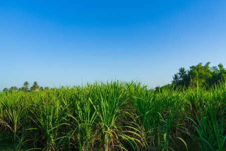 The sugar cane farm in the morning.の写真素材