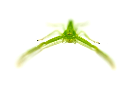 It is grass crab spiders or Oxytate virens.の写真素材