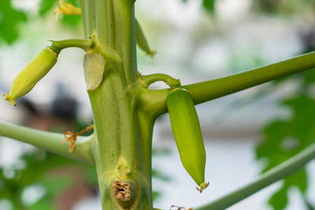 Photo of young green papaya on papaya treeの写真素材