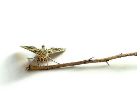 Photo of moth on white backgroundの写真素材