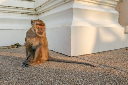 Photo of alone monkey sit on the ground.