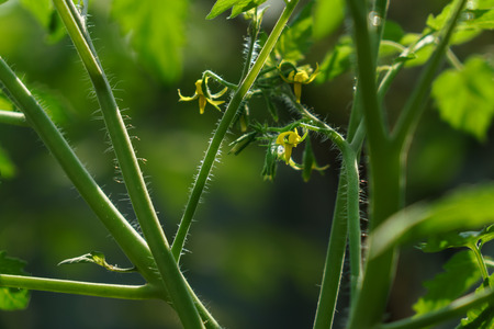 Photo of tomato flower ready for pollinationの写真素材