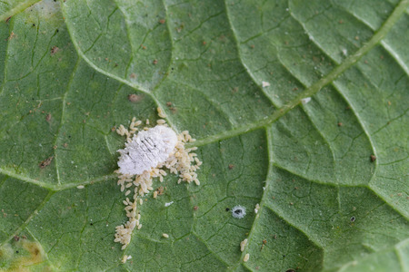 Photo of Pseudococcidae and Aphidoidea on okra leafの写真素材