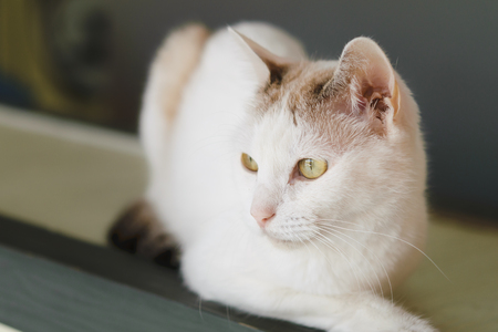Cat sitting on the counterの写真素材