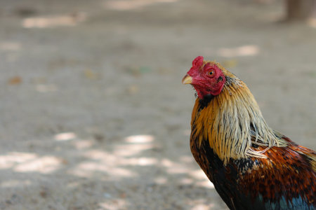Alone chicken stands under the shade of tree