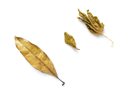 Dried leaves on the white backgroundの写真素材