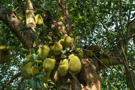 Photo of Jackfruits on the jackfruit tree