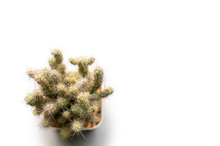 Cactus isolated on the white backgroundの写真素材