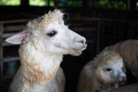 Photo of two alpacas in the stablesの写真素材