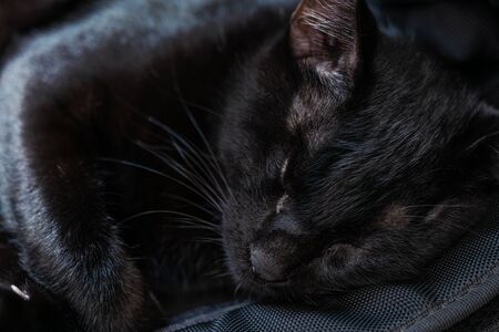 A black cat sleeping on a black backpack.の写真素材