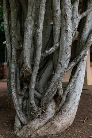 The twisted trunk of Ficus benjamina, Banyan Tree.の写真素材