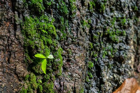 Green moss on the tree barkの写真素材