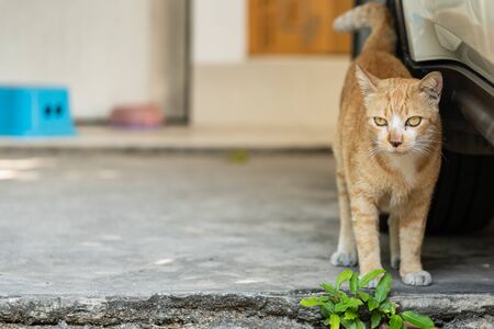 A yellow cat standing by the carの写真素材