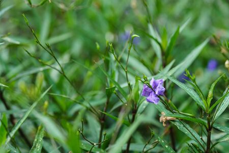 Ruellia squarrosa (Fenzi) Cufod flower in the gardenの写真素材