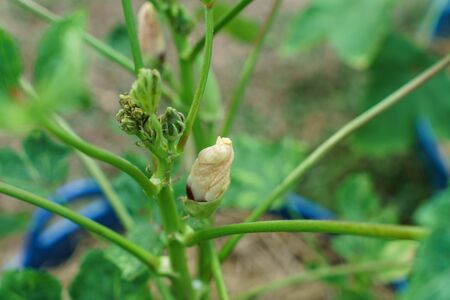 Okra flowers closed after pollination.の写真素材
