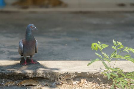 A pigeon standing on the entrance to the house.の写真素材