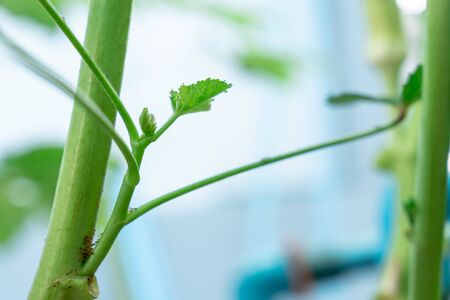 Macro photos of the young leaves of the okra treeの写真素材