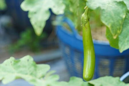 A green eggplant fruit in the backyardの写真素材