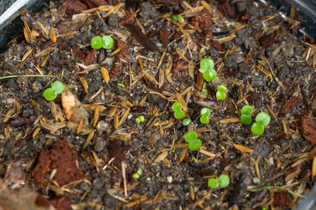 The sapling of the green chireta tree planted in a pot