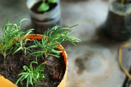 Rosemary trees planted by cuttings in potの写真素材