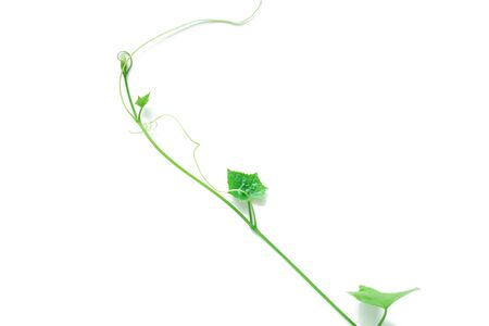 Ivy gourd isolated on white backgroundの写真素材