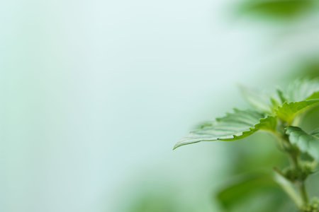 The edge of the Lemon balm leaf