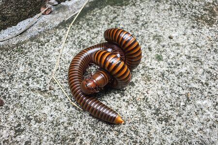 Two millipedes are mating on the cement groundの写真素材