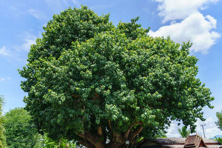 Large bodhi tree and blue sky backgroundの写真素材