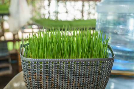 Wheatgrass are planted in a basket to decorate.