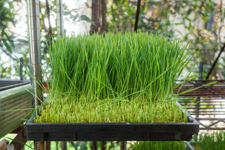Wheatgrass in the planting trayの写真素材