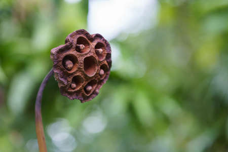 Macro photo of the withered lotus seed podの写真素材