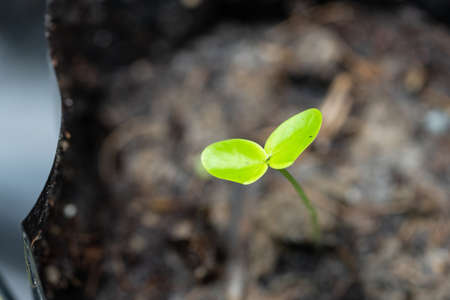 A seedling of Dalbergia cochinchinensis (Thailand rosewood)の写真素材