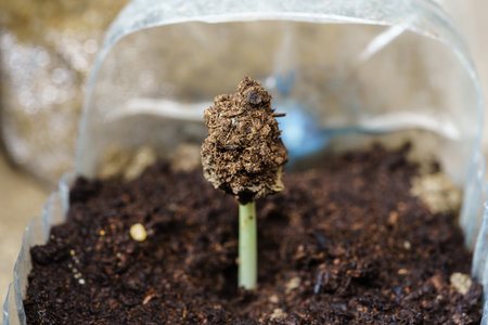 A sapling of an Afzelia xylocarpa tree that just sprouted from the ground With soil attached to it