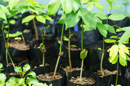 Cotyledons of the Afzelia xylocarpa. That has not withered away after planting for several weeks