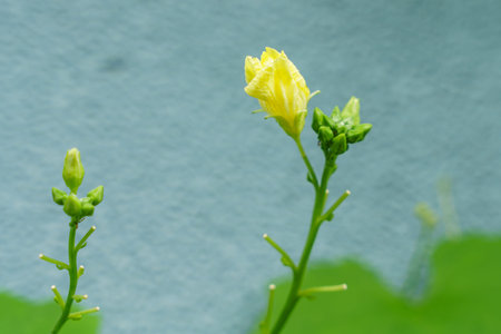 A male flower of angled luffa in vegetable plot