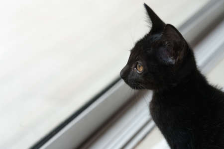 The male black kitten sat looking out of the glass door.の写真素材