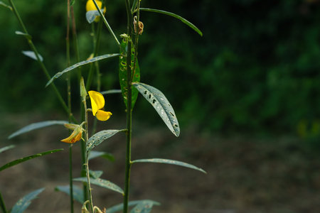 The flowers of the sunn hemp tree (Crotalaria juncea)の写真素材