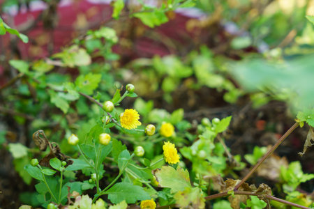 Yellow chrysanthemum flowers that grow in the garden
