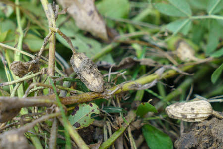 Peanuts that have just been dug out of the groundの写真素材