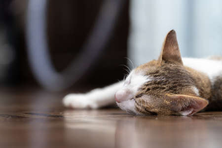 A kitten is sleeping on a wooden floorの写真素材